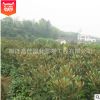 批發庭院植物廣玉蘭苗 行道綠化苗木 工程綠化 園林 風景樹