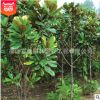 批發庭院植物廣玉蘭苗 行道綠化苗木 工程綠化 園林 風景樹