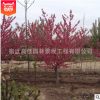 綠化樹花灌木 紫葉桃紅葉碧桃 紅葉碧桃樹苗庭院觀賞批發量大優惠