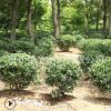 冬青球園林綠化苗木批發色塊綠籬庭院種植行道點綴量大從優冬青球
