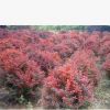 山東濰坊紅葉小檗批發(fā)價格 1-3年苗 培育基地 價格低