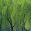 柳樹