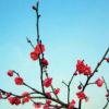 梅花
