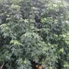 北美楓香小苗,浙江北美楓香供應銷售,北美楓香價格