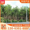 大量批發(fā)四季變化 黃花風鈴木 產地大量供應品相良好 基地直銷