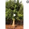 小葉榕基地直銷 園林景觀工程供應 品種齊全產地批發(fā)工程綠化苗木