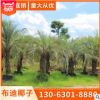 布迪椰子基地批發(fā) （3M-6M） 質量保證專業(yè)種植直銷
