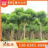 火焰木樹產地直銷 直徑5-60公分可供公園小區美化環境 可大量批發
