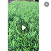 批發夾竹桃小苗園林觀花植物夾竹桃苗規格齊全 工程綠化
