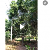 紅皮榕基地直銷 樹形優美 園林景觀工程供應規格品種多樣園林批發