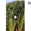 加拿利海棗種植基地 場地直銷 多規格供應美化環境