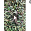 亮葉朱蕉批發 福建種植基地 盆栽地栽 基地直發