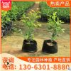 產地直銷黃金榕 供應園林景區城市綠化地 種植基地大量批發