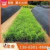 九里香 七里香 多種規格 批發供應 綠化木 凈化空氣 基地批發直銷