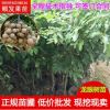 嫁接果樹苗 龍眼苗批發基地直銷石硤龍眼苗儲良龍眼樹苗四季龍眼