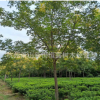 欒樹(shù) 土球好 冠幅好 花灌木 地被 球類 色塊類 草花類 喬木