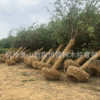 四季常青 綠化工程專用香樟樹(shù)苗 香樟小苗 小香樟苗 樟樹(shù)苗