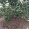 工程綠化欒樹苗批發 胸徑1-10公分國慶花苗木樹苗 庭院風景欒樹