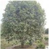 銷售地徑12cm 叢生八月桂花桂花樹 四季桂花 綠化苗木