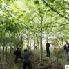批發娜塔櫟景觀樹 12公分娜塔櫟 8-15公分娜塔櫟