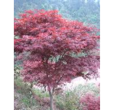 優(yōu)質(zhì)紅楓