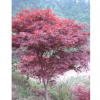 優(yōu)質(zhì)紅楓