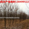 皂角基地，大量出售，精品皂角樹