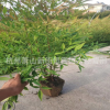 南天竹 南天竹小苗 天竹大苗 規格齊全 量大從優 南天竹杯苗