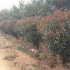 冠紅葉石楠球