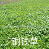 香菇草 ，銅錢草 大量批發防輻射 水生植物批發 基地直銷