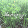 供應水生植物-細葉莎草，大量出售細葉莎草