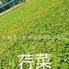 狐尾藻 聚草 水生花卉園林綠化 量大優(yōu)惠