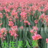 美人蕉 紅花黃花 水生粉花美人蕉 水生植物 大量供應(yīng) 品種齊全