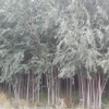 柳樹垂柳饅頭柳
