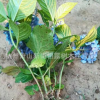 盆栽植物八仙繡球 無盡夏 八仙花 公園庭院觀賞 量大從優(yōu)
