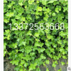 批發(fā)盆栽植物 金邊常青藤 常春藤盆栽 金邊常春藤 吊蘭金邊長青藤