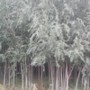 柳樹(shù)