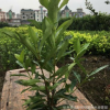 供應法國冬青 青珊瑚 批發(fā)灌木綠化工程常綠灌木灌木 綠化法青