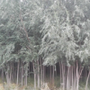 柳樹(shù)