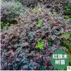 批發紅旗苗木楓樹基地直供綠化植物園林種植