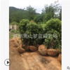 桂花  規(guī)格齊全 精品苗 造型好 土球好 成活率高 苗圃