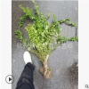 云南黃馨 黃馨小毛球 色塊 毛球 地被 灌木 喬木類 優(yōu)質(zhì) 精品苗