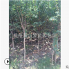 基地直銷 優(yōu)質(zhì) 紫薇 百日紅 品種齊全 蕭山 苗木 喬木 灌木 園林