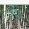 供應各種規格桂花樹 （金桂、丹桂、八月桂、朱砂桂） 廠家直銷