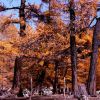 紅松