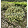 金邊胡頹子球 土球好 冠幅好 精品 優(yōu)質(zhì)苗 園林 綠化 工程 苗圃
