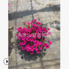 矮牽牛 精品 優(yōu)質(zhì) 花卉 庭院 成活率 高 園藝 綠化 直 銷 量多