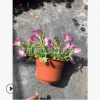 垂釣牽牛花 矮牽牛 花卉 品種 規(guī)格 齊全 蕭山 園林 綠化 工程苗