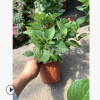 無盡夏繡球 八仙花 精品 優(yōu)質(zhì)苗 城市行道樹 根系旺 蕭山 苗木