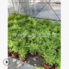 黃金香柳 色塊 地被 灌木類 優(yōu)質(zhì) 蕭山 園林 綠化 工程 苗圃
